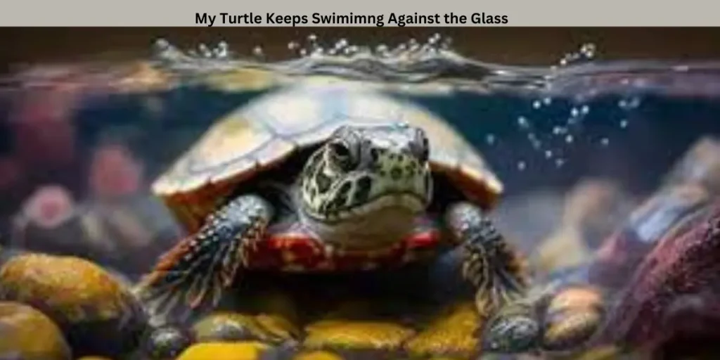 My Turtle Keeps Swimming against the Glass