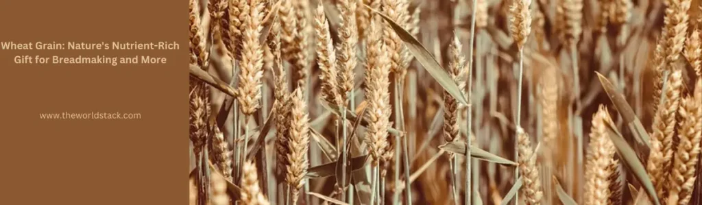 Wheat Grain: Natures Nutrient Rich Gift for Breadmaking