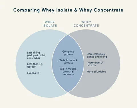 What are the differences between whey protein concentrate and whey protein isolate